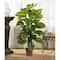 4.3ft. Potted Large Leaf Philodendron Plant